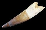 Real Spinosaurus Tooth - Very Large Tooth #82975-1